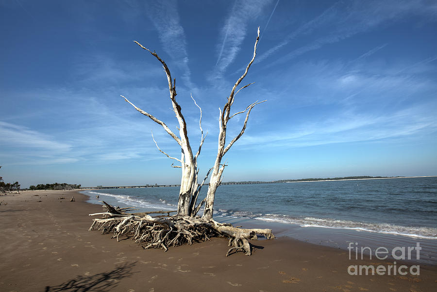 Bare Tree On The Beach Photograph by Felix Lai