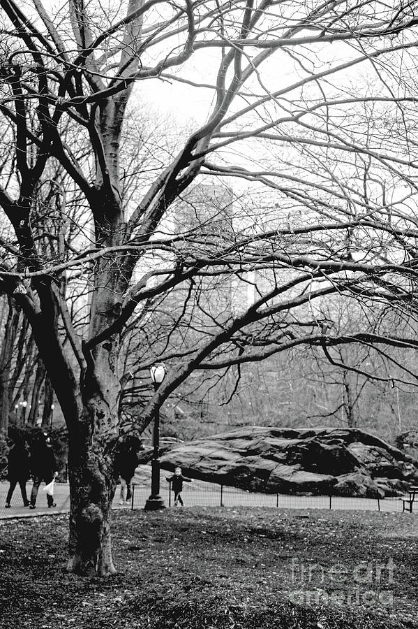 Bare Tree on Walking Path BW Photograph by Sandy Moulder