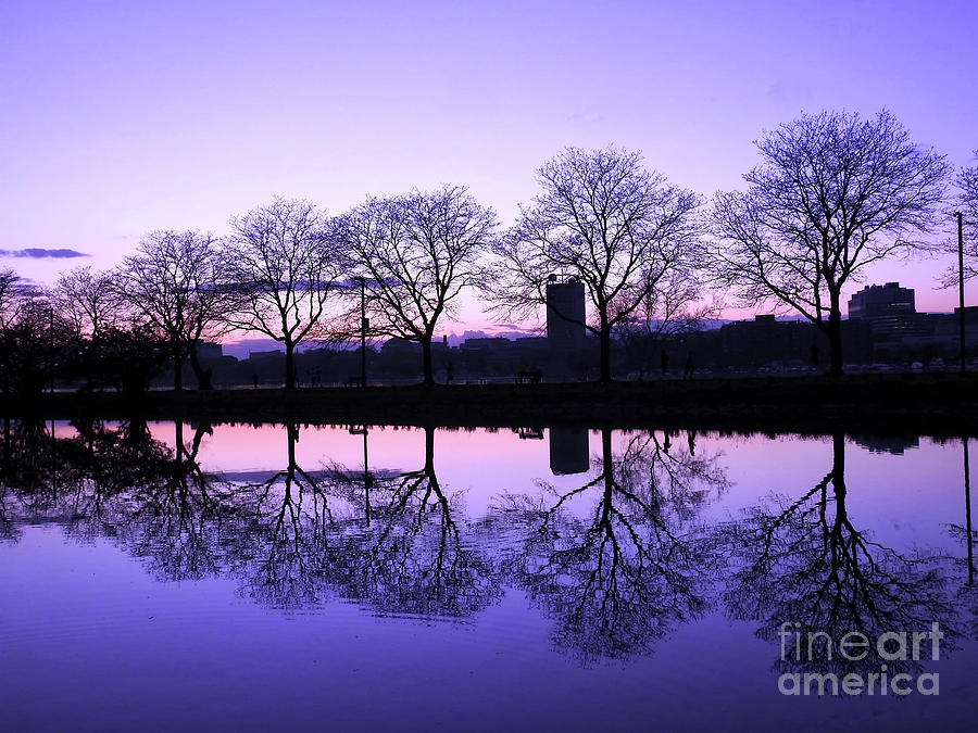 Bare Tree Reflection Photograph by Beth Myer Photography