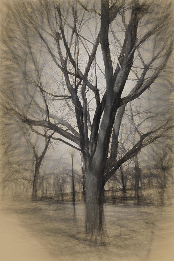 Bare Tree Sketch Digital Art by Renette Coachman | Fine Art America