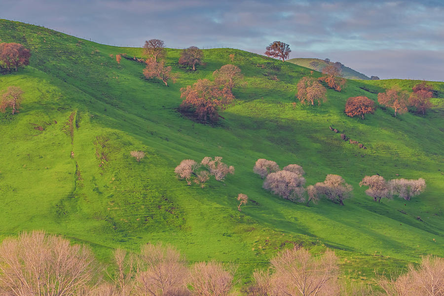 Bare Trees and Green Hills Photograph by Marc Crumpler