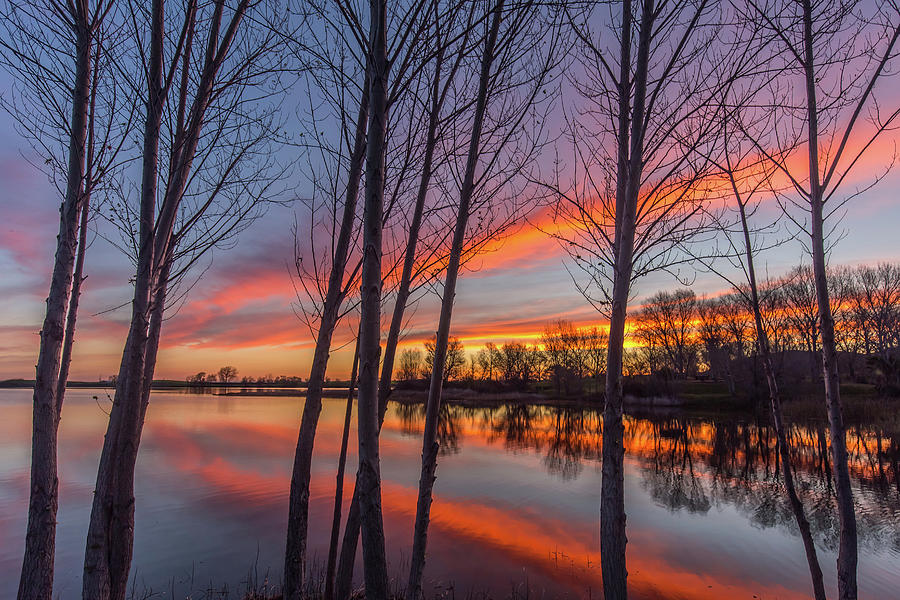 Bare Trees at Sunrise Photograph by Marc Crumpler