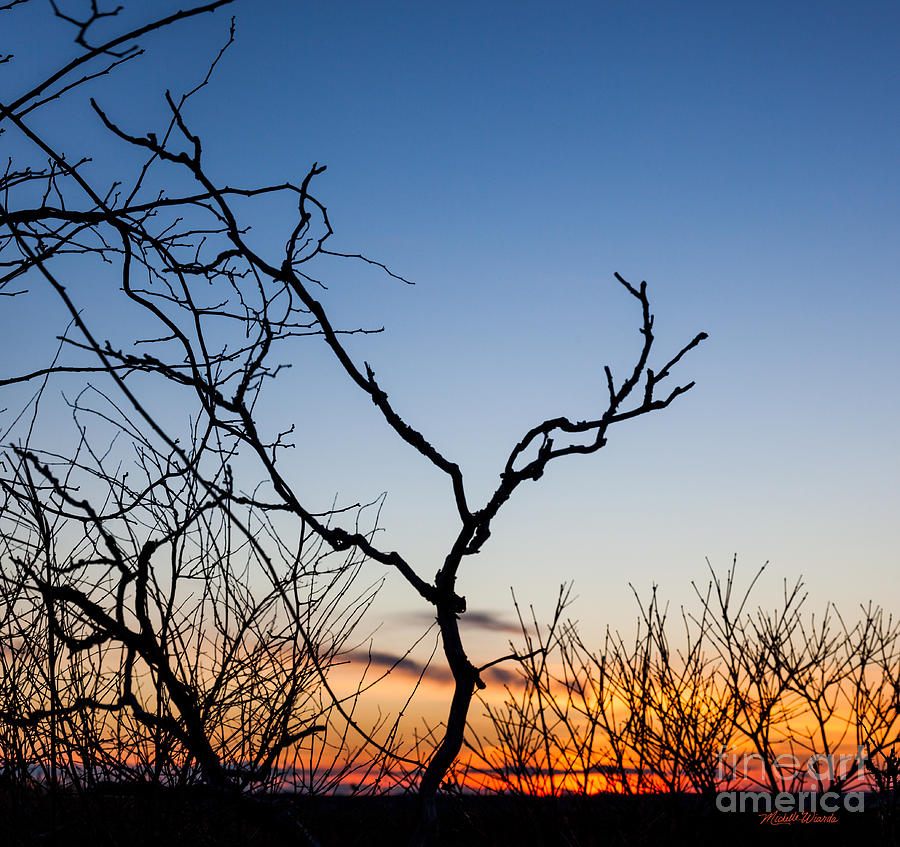 Nature Photograph - Bare Trees at Sunset by Michelle Constantine
