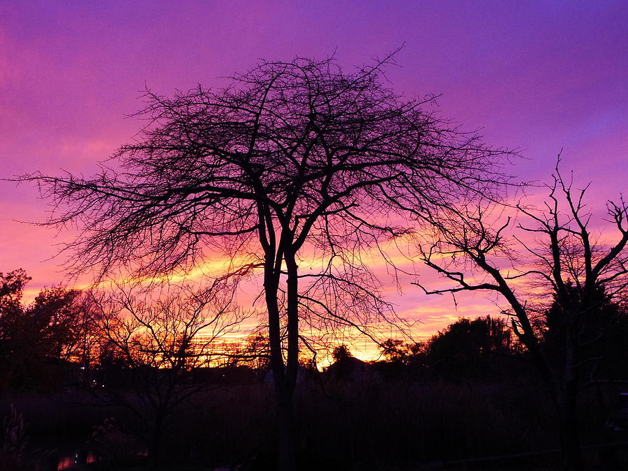 Bare Trees in Gorgeous Sunset Photograph by Jack Riordan