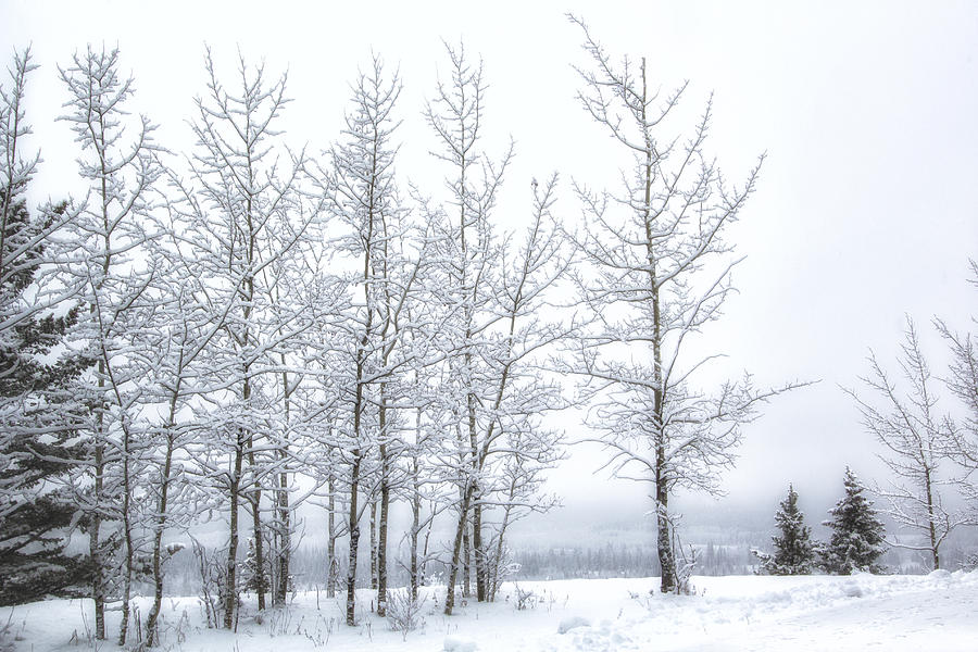 Bare Trees in Winter Photograph by Celine Pollard