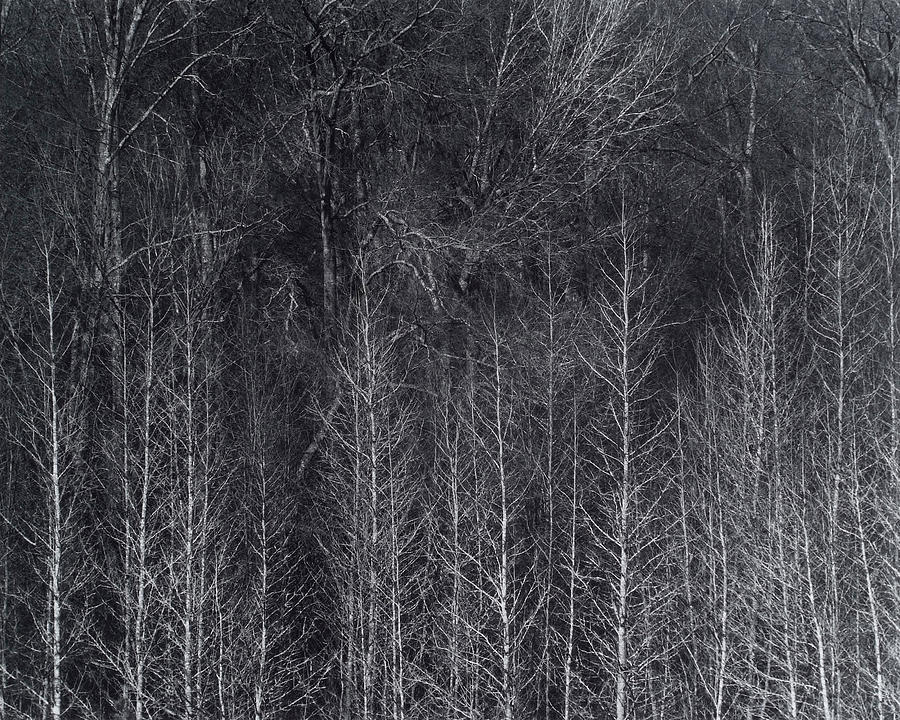 Bare Trees Photograph by John Gilroy