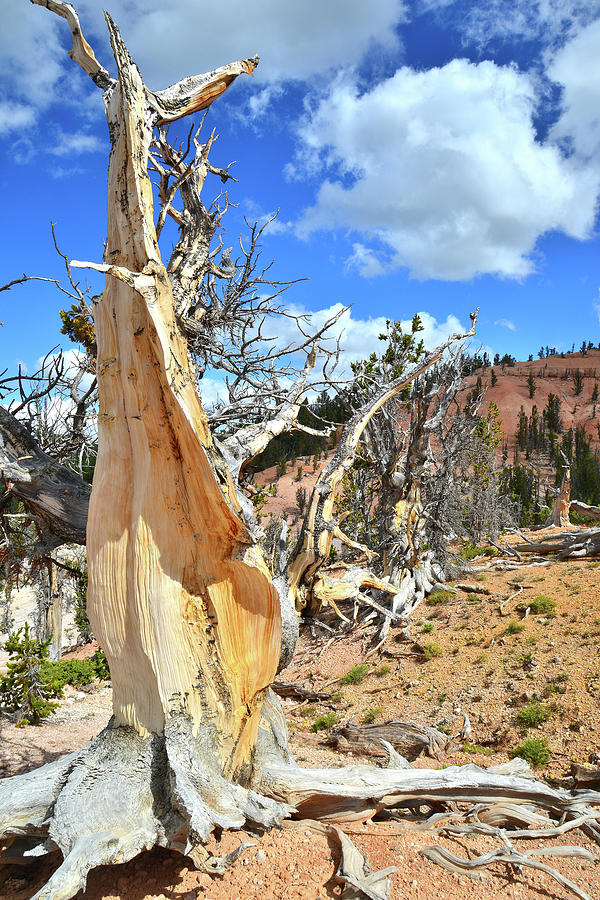 Bare Wood Bristlecone Photograph by Ray Mathis