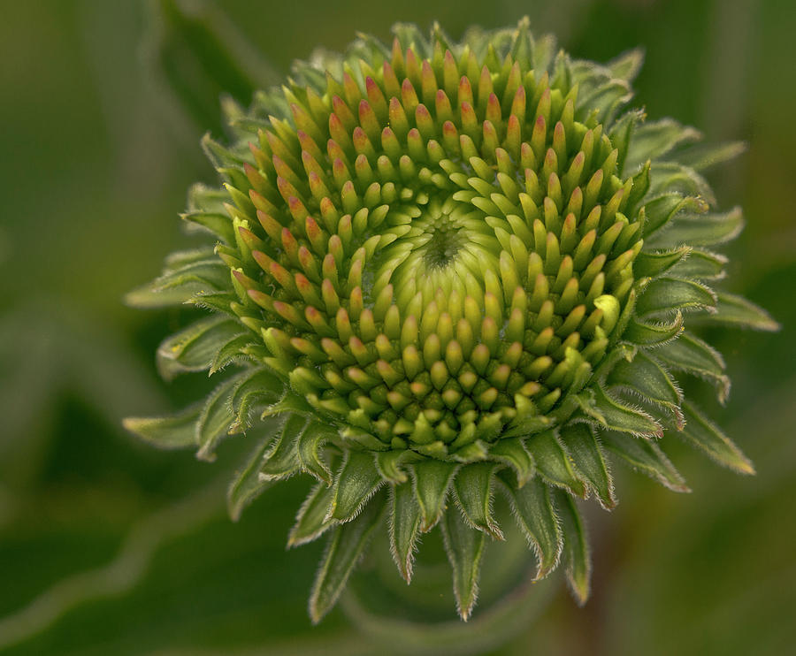 Barely Started Echinacea Photograph by Jean Noren