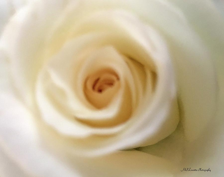 Barely White Rose Photograph by Marian Lonzetta