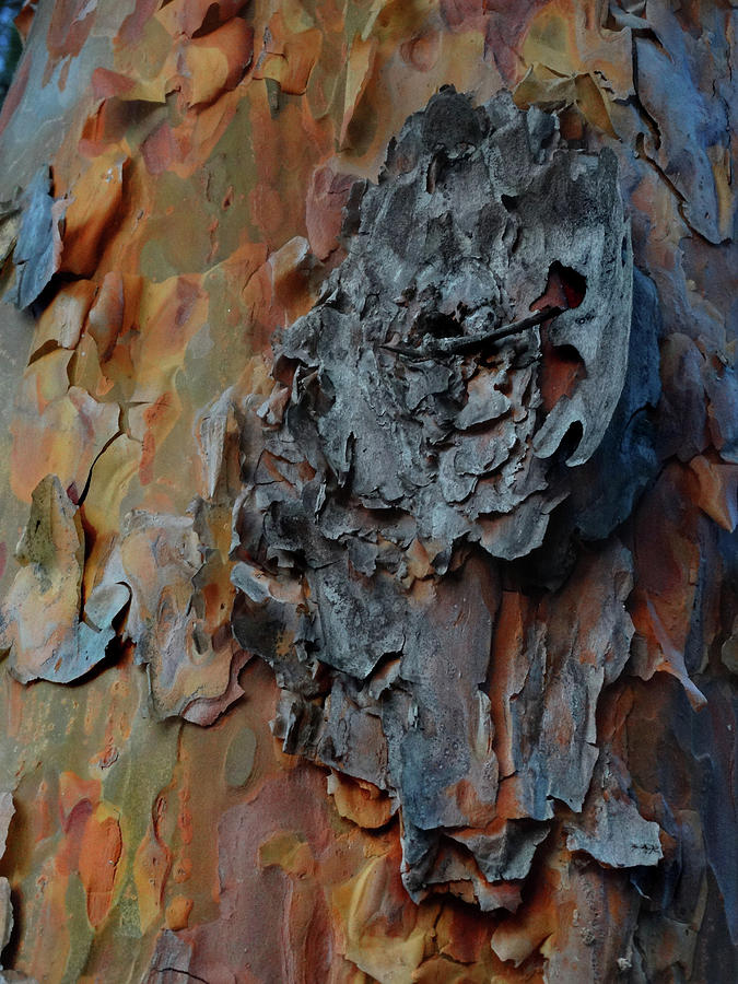 Bark Abstract Photograph by David T Wilkinson