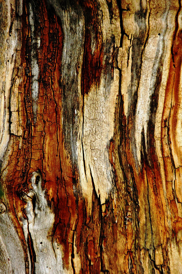 Abstract Photograph - Bark Abstract by Debbie Oppermann