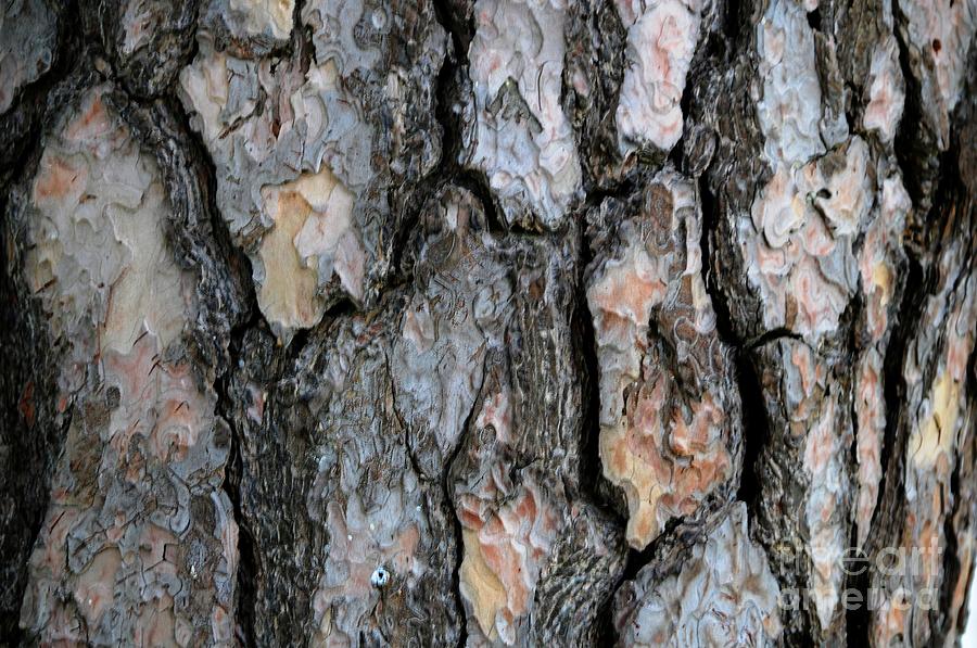 Bark Abstract Photograph by Kathleen Struckle