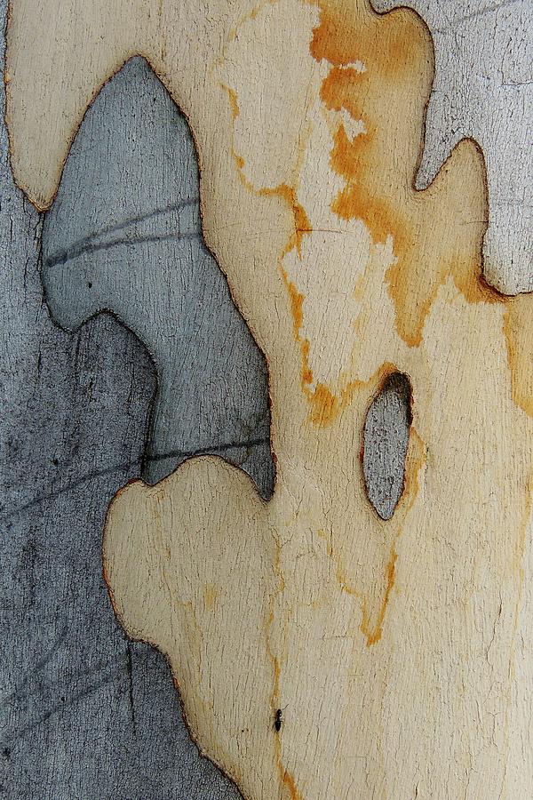 Bark Abstract with Ant Photograph by Denise Clark