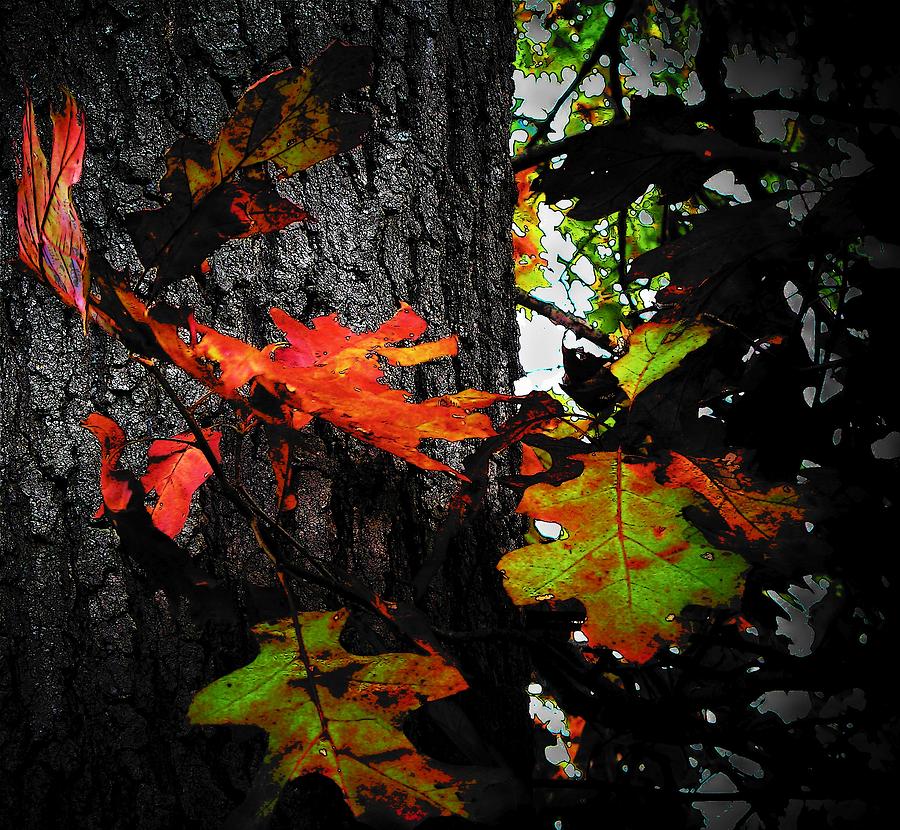 Bark and Leaves Photograph by Joyce Kimble Smith