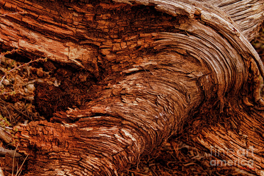 Bark Art Swirls Photograph by Blake Richards