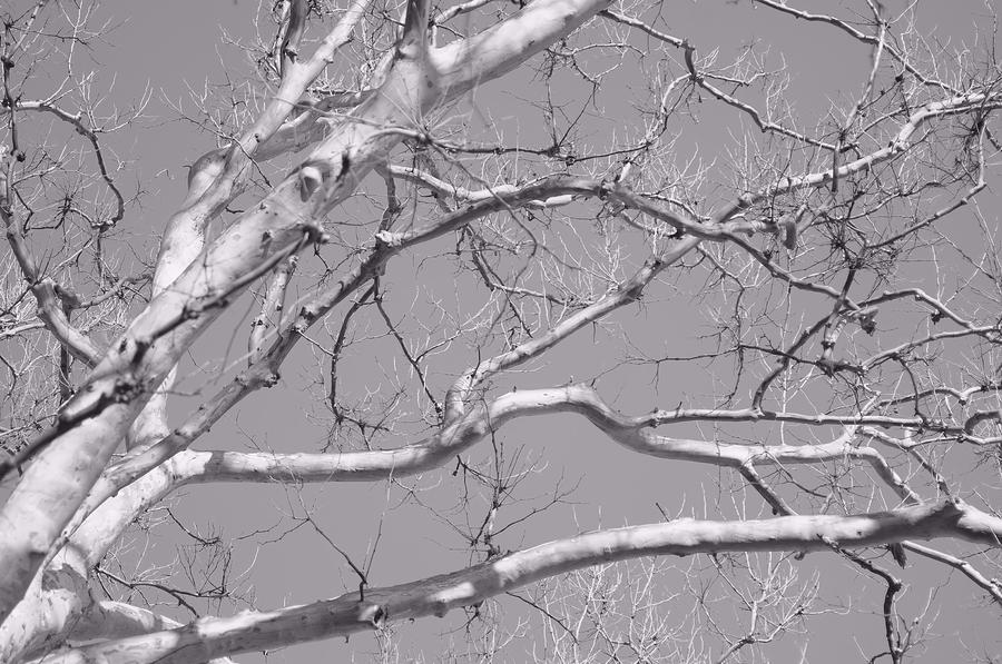 Tree Photograph - Bark Blanc by Susan Maxwell Schmidt