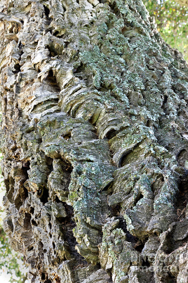 Bark, Cork Oak Tree Photograph by Inga Spence Fine Art America