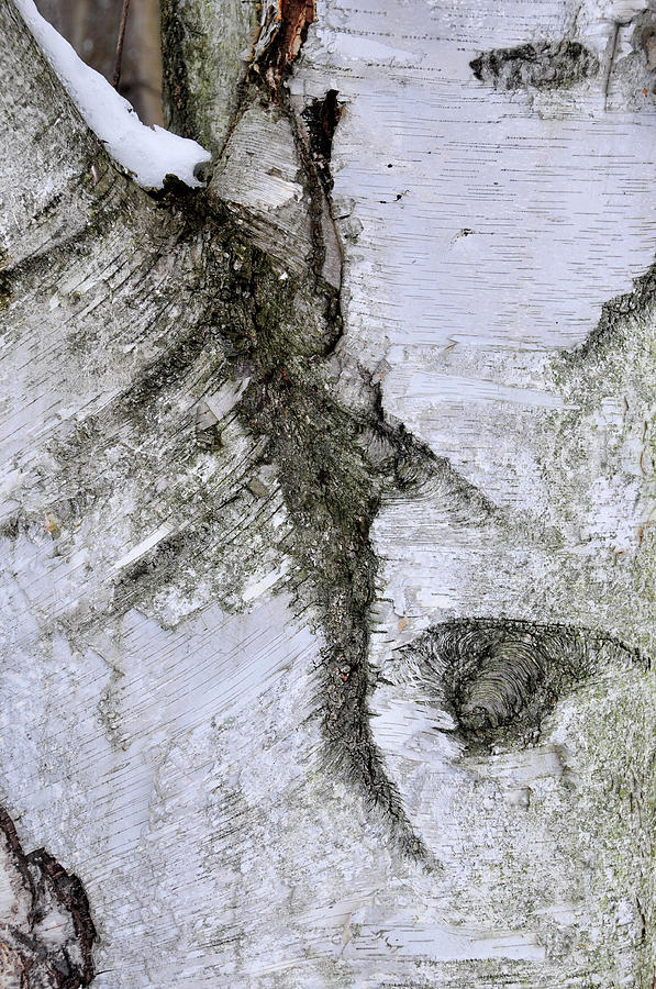 Tree Photograph - Bark by David Arment
