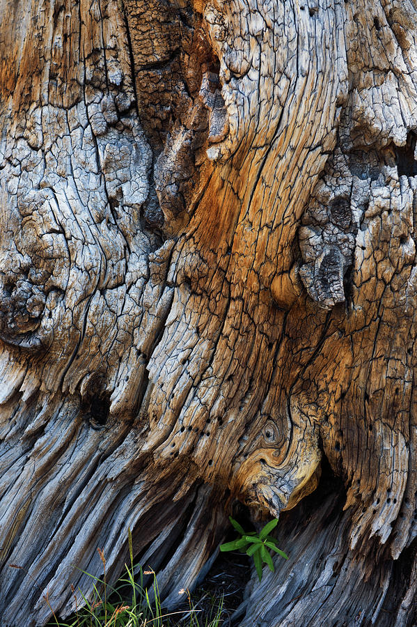 Bark Detail Photograph by David Lunde