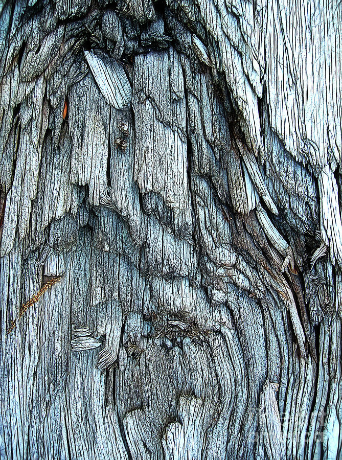 Bark Detail Photograph by Judi Bagwell