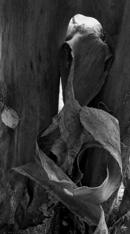 Bark Monochrome on Stinson Brook Photograph by Wayne King