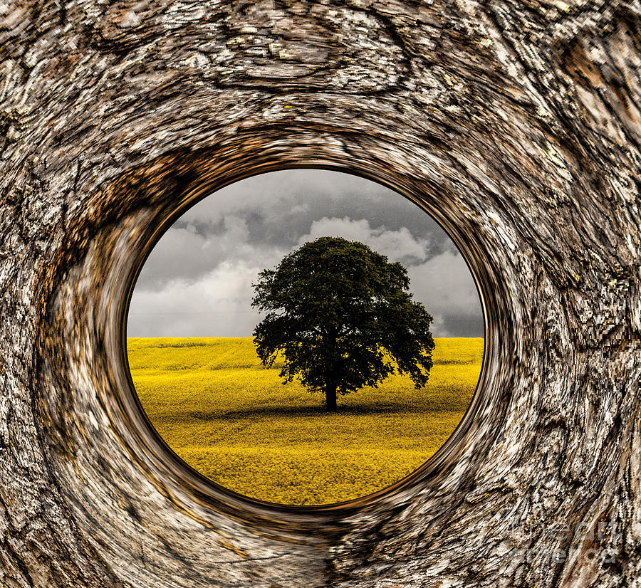 Bark Photograph - Bark Framed Oak Tree by Shirley Mangini
