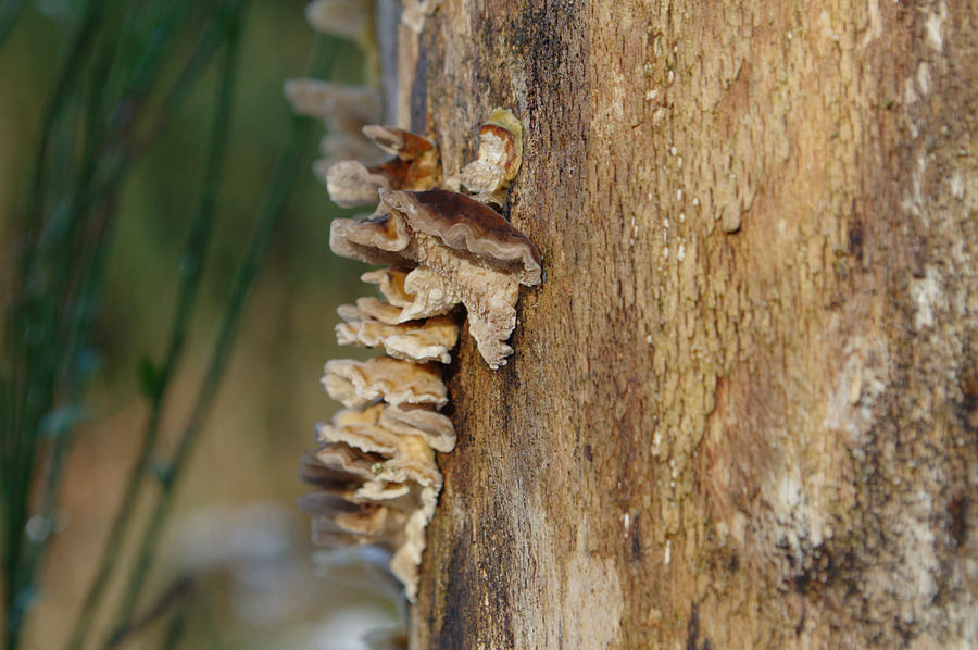 Bark Fungus On Tree Trunk Photograph by Adrian Wale