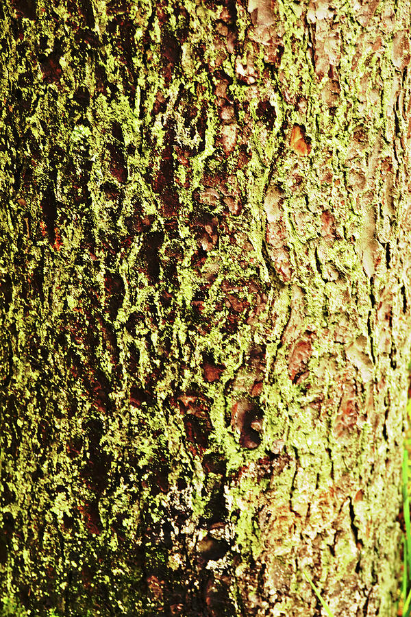 Bark In Green Photograph by Tinto Designs
