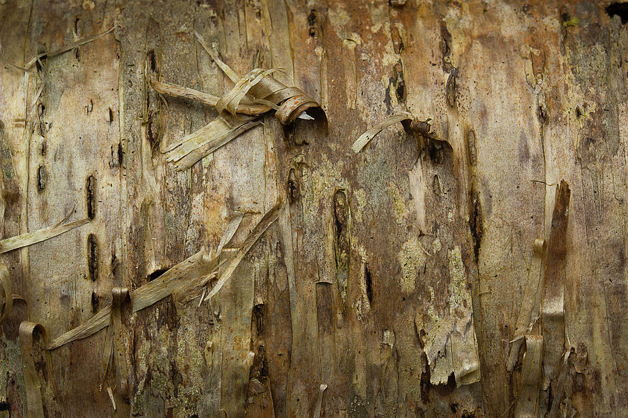 Bark Photograph by Mike Eingle