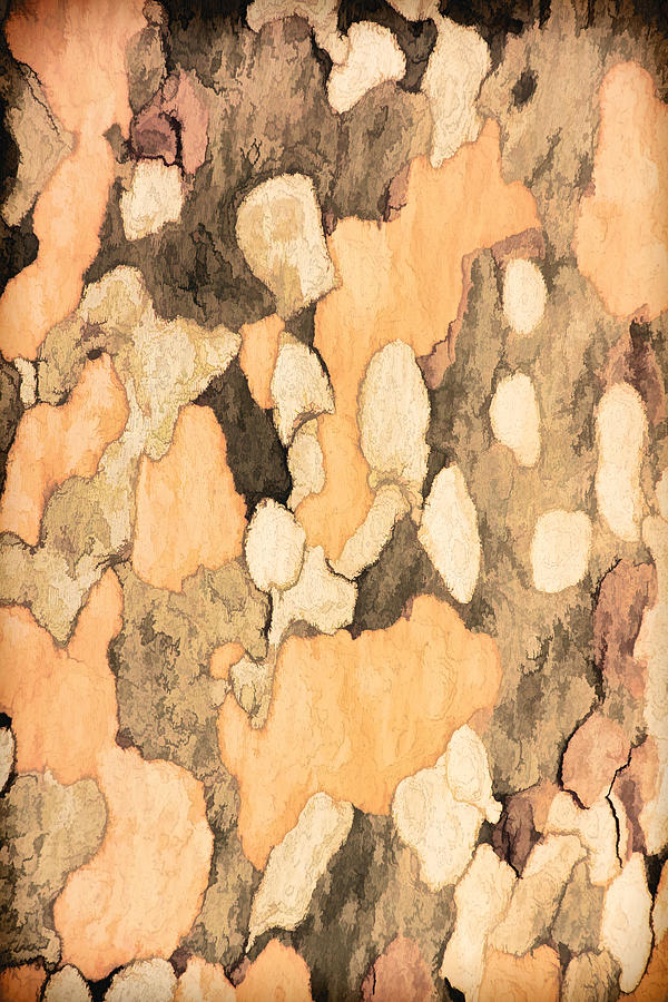 Bark of a Sycamore Pnt Photograph by Theo OConnor