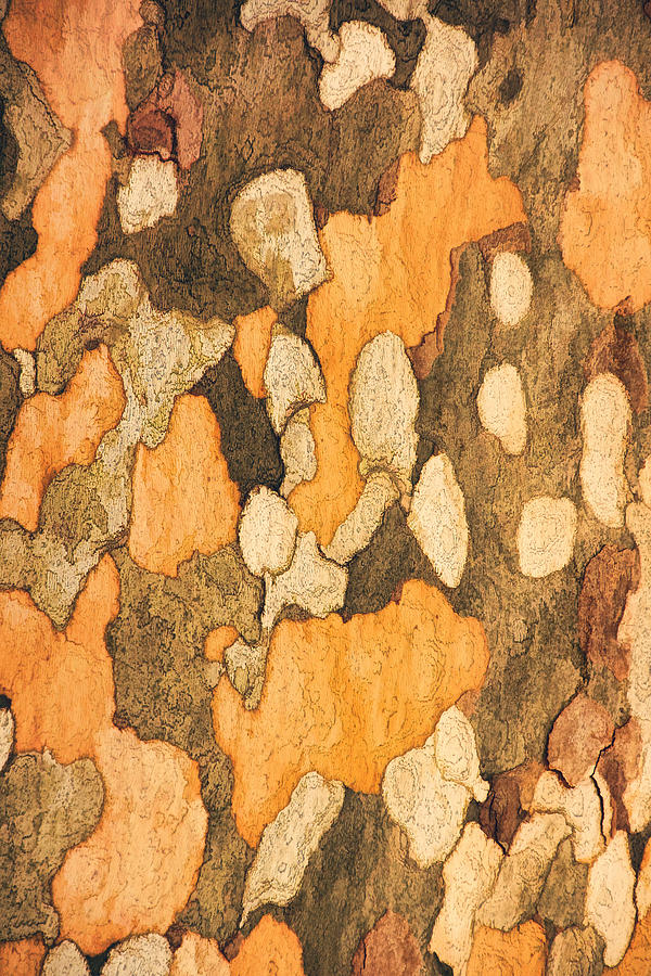 Bark of a Sycamore Text Photograph by Theo OConnor