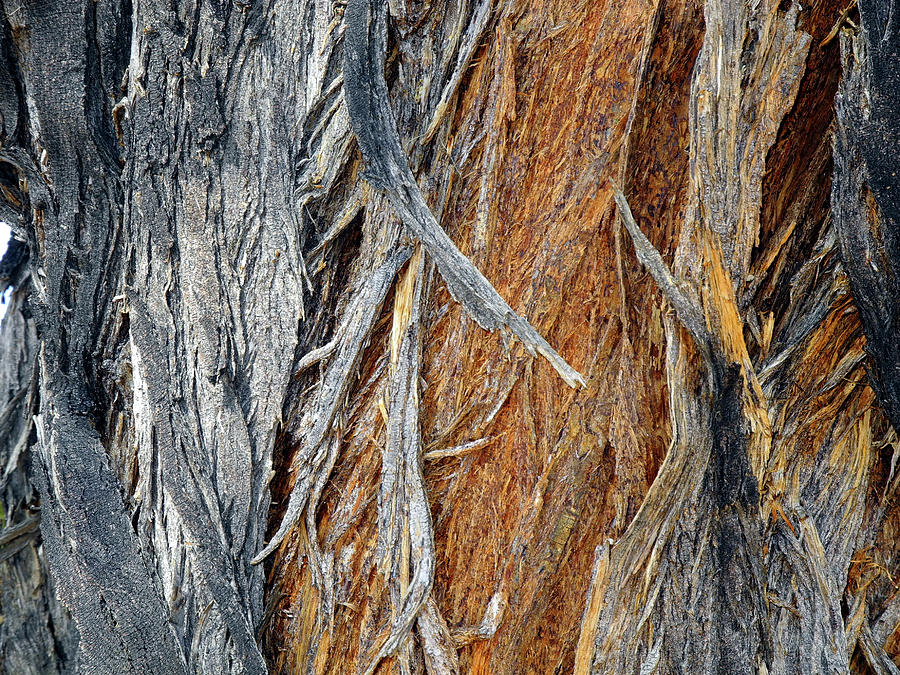 Abstract Photograph - Bark of Palm by Lynda Lehmann