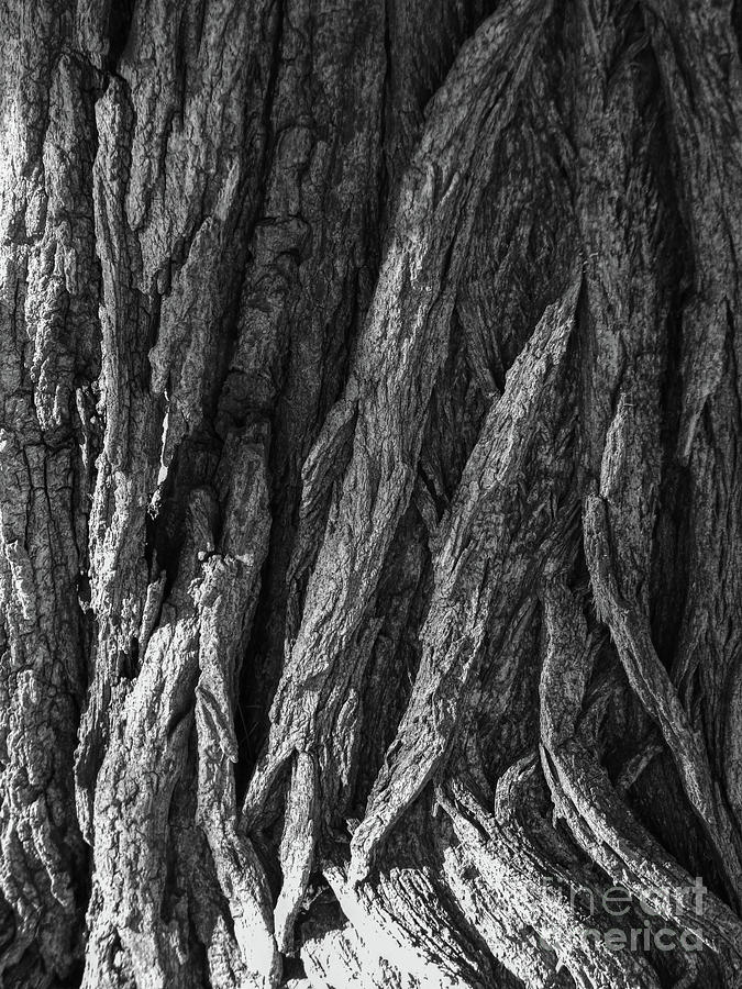 Bark On A Tree Photograph by Phil Perkins