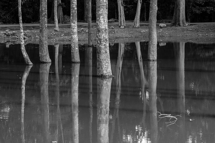 Bark reflection Photograph by Hitendra SINKAR
