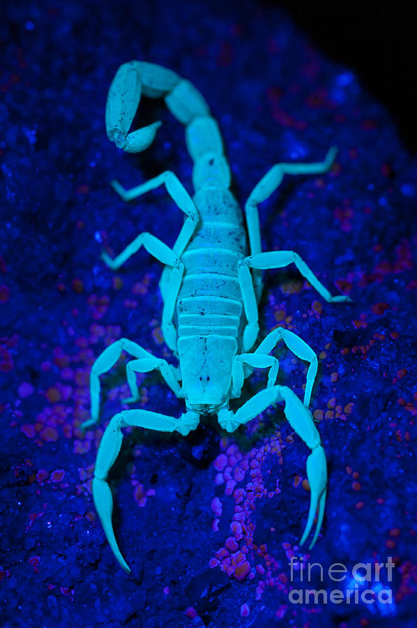 Bark Scorpion By Blacklight Photograph by Stuart Wilson