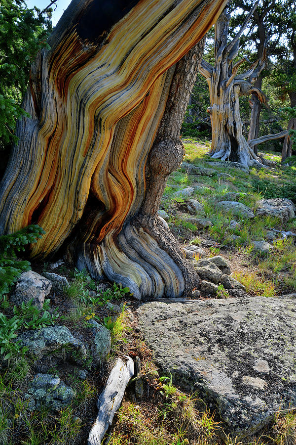 Bark Striations of Bristlecone Pines on Mt. Goliath Photograph by Ray Mathis