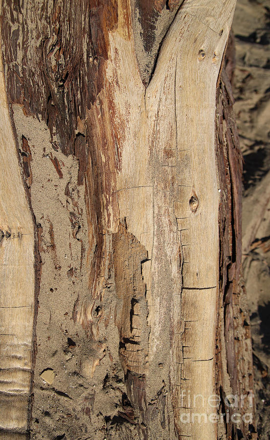 Bark Photograph by Suzanne Luft