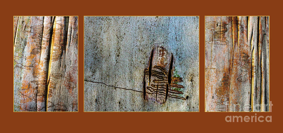 Bark Triptych MK4 Photograph by Werner Padarin