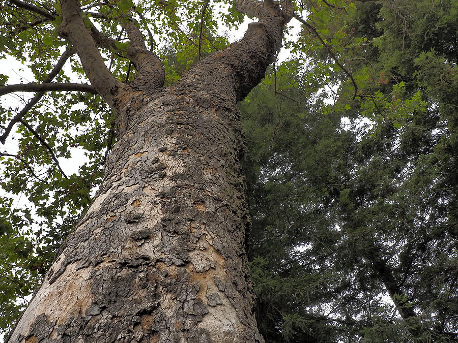 Bark Up a Tree Photograph by Richard Thomas
