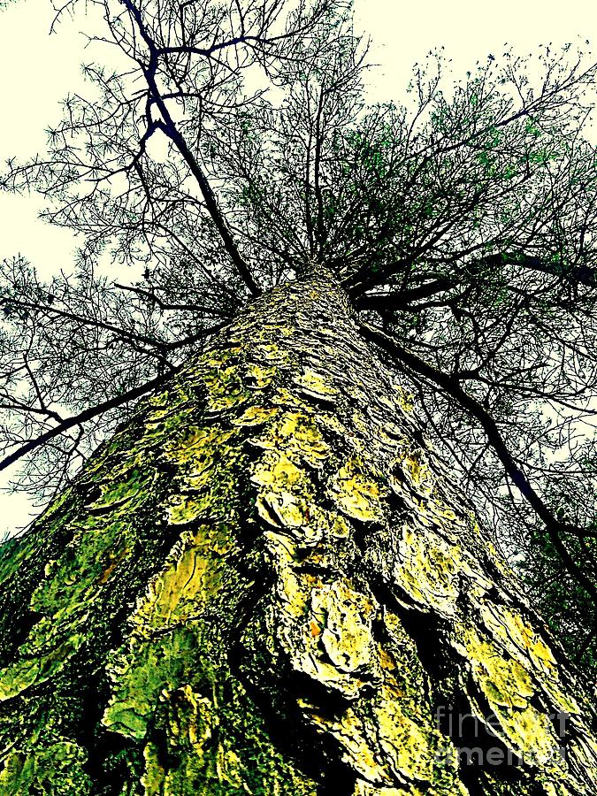 Bark Up The Tall Pine Tree Abstract In Felicina  Louisiana Photograph by Michael Hoard