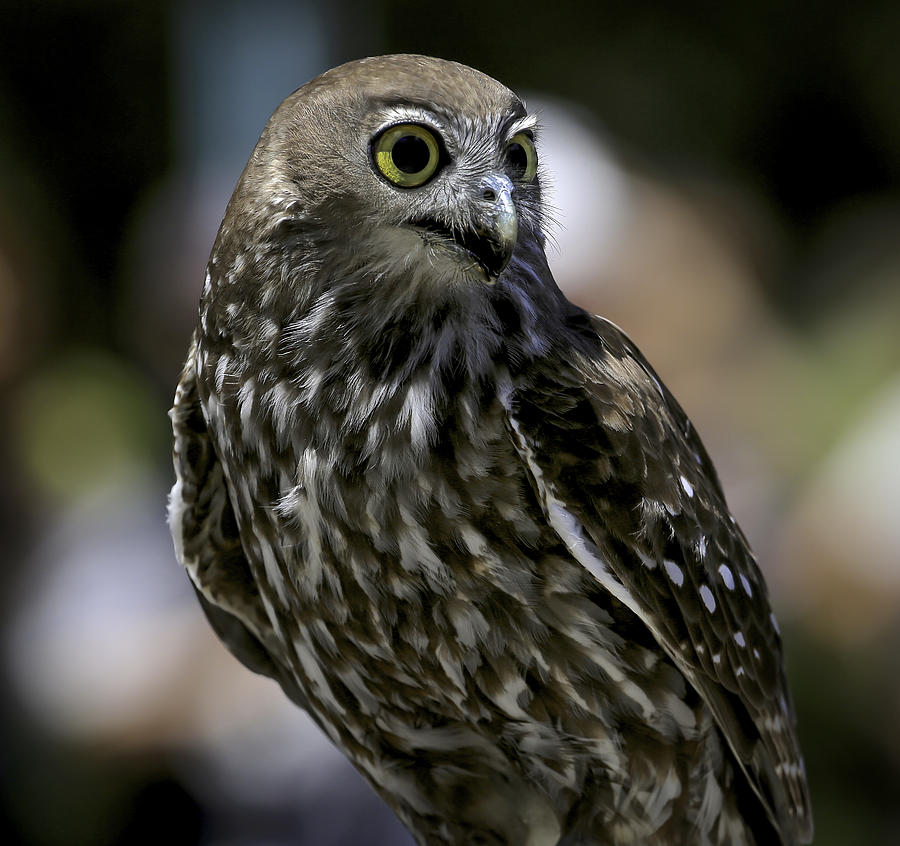 Barking Owl Photograph by Chris Cousins