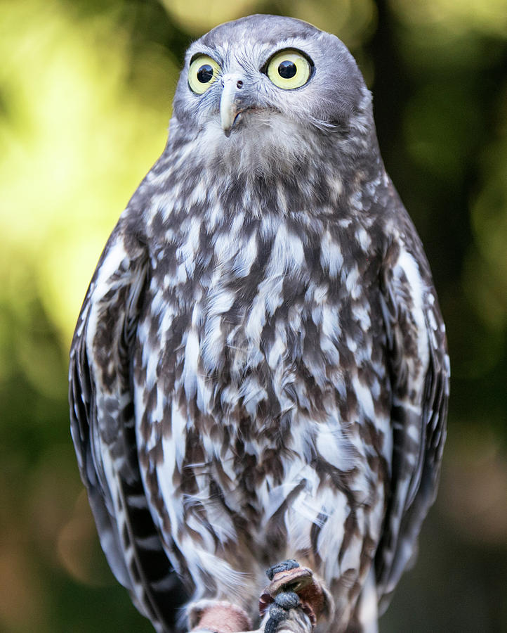 Barking Owl Photograph by Synthia Paulin