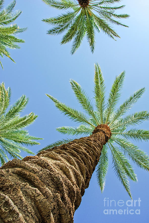 Barking Palm Trees Photograph by David Zanzinger
