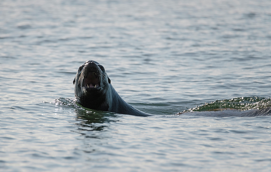 Barking Sea Lion Photograph by Loree Johnson