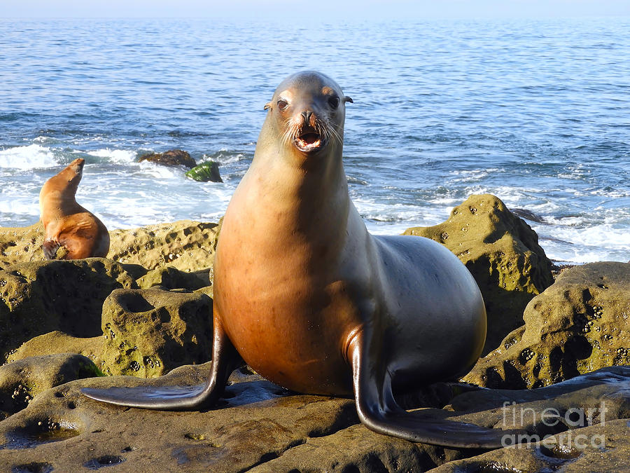 Barking Sealion Photograph by Beth Myer Photography