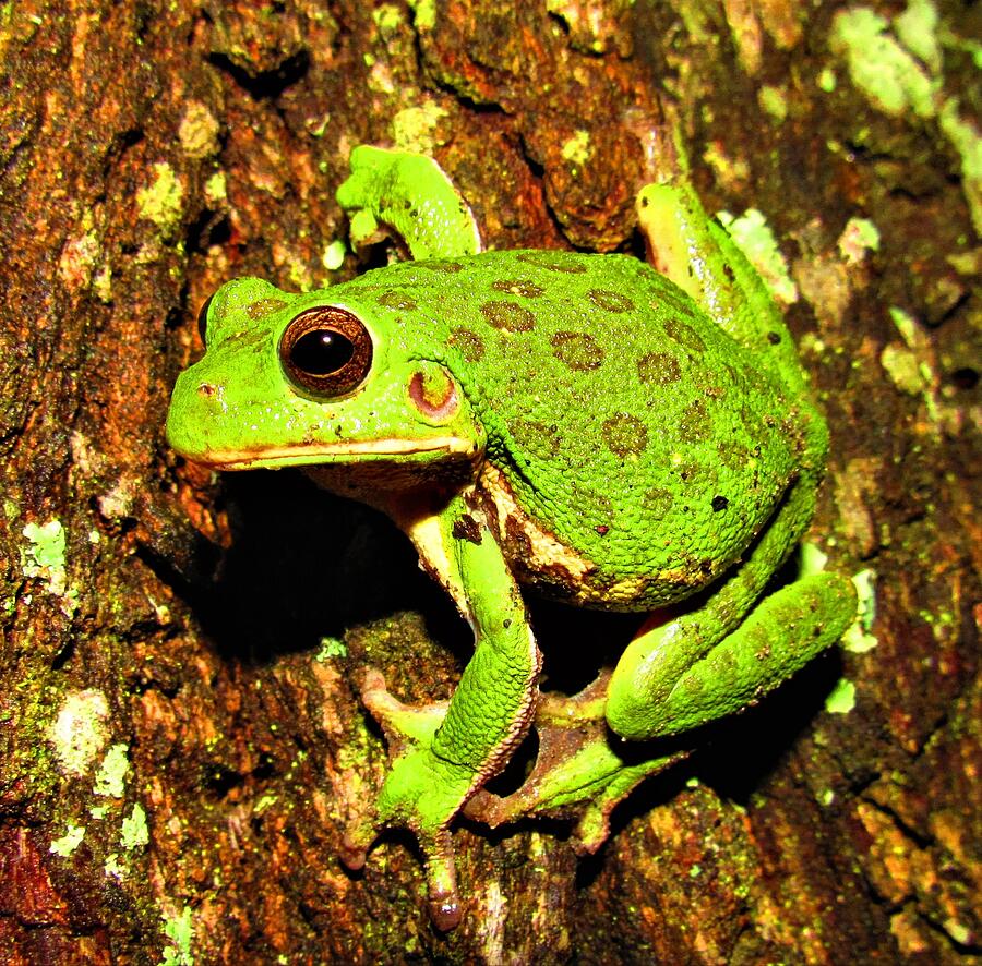 Barking Tree Frog Photograph by Joshua Bales