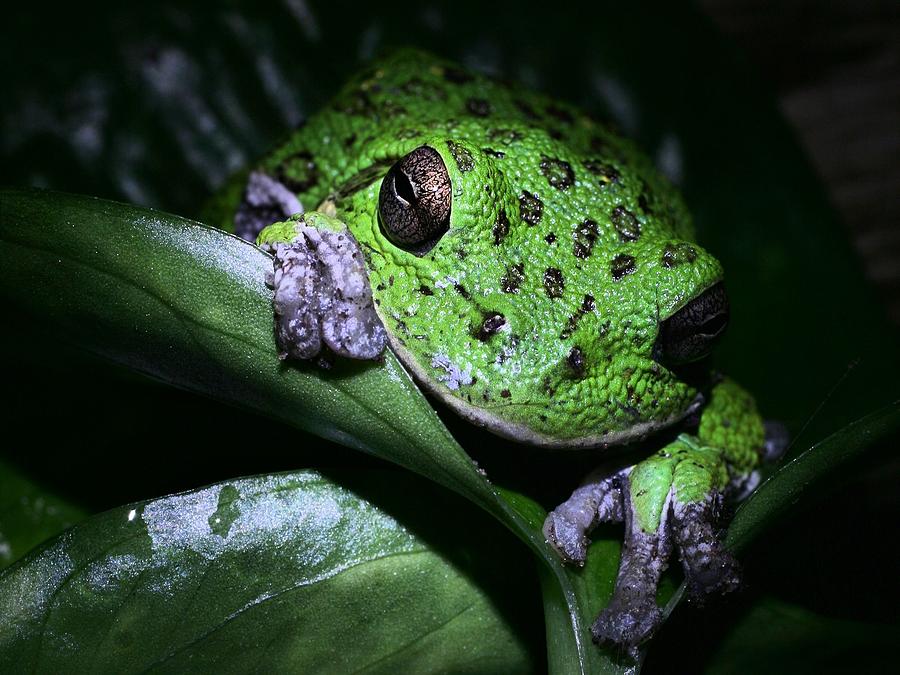 Barking Treefrog Photograph - Barking Treefrog by JC Findley Barking Treefrog Photograph - Barking Treefrog by JC Findley