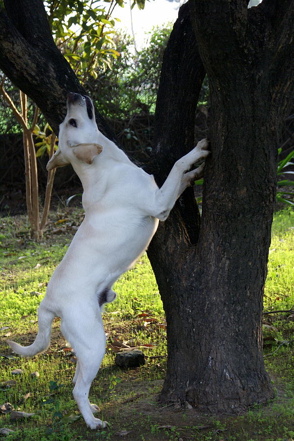 Barking up the Mango Tree 2 Photograph by Padamvir Singh