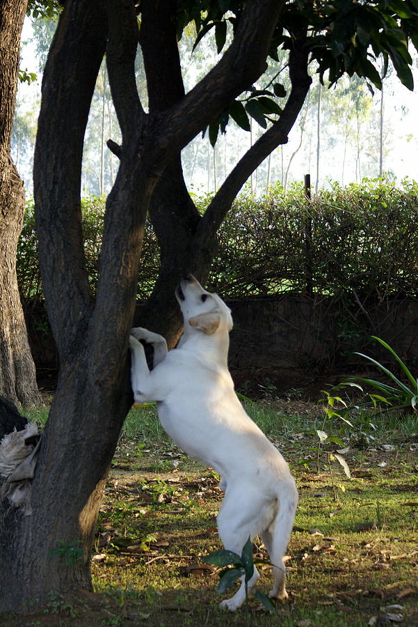 Barking up the Mango Tree Photograph by Padamvir Singh