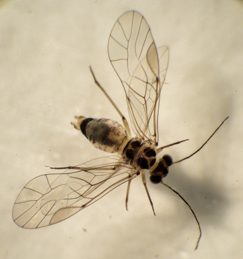 Barklouse with Wings Spread Photograph by Douglas Barnett